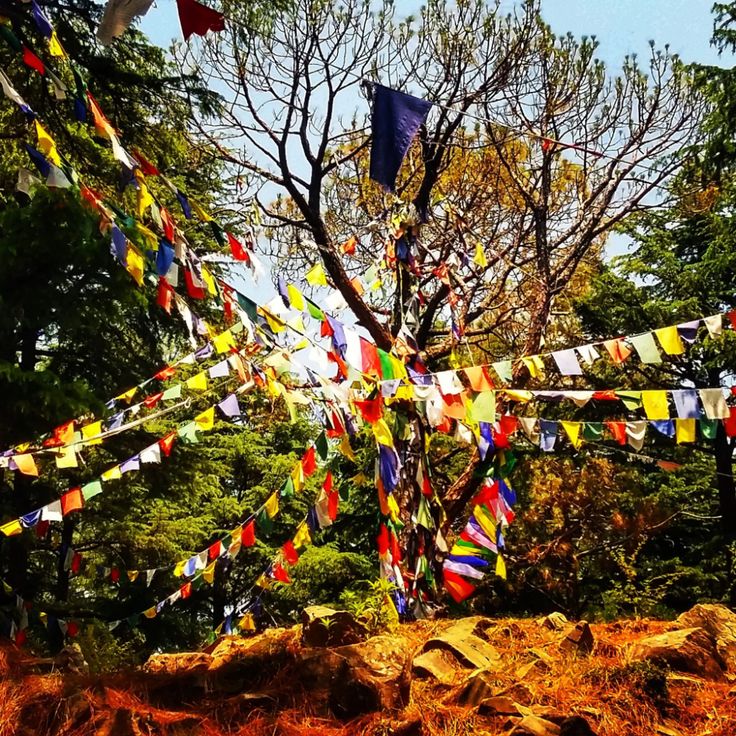 dharamkot